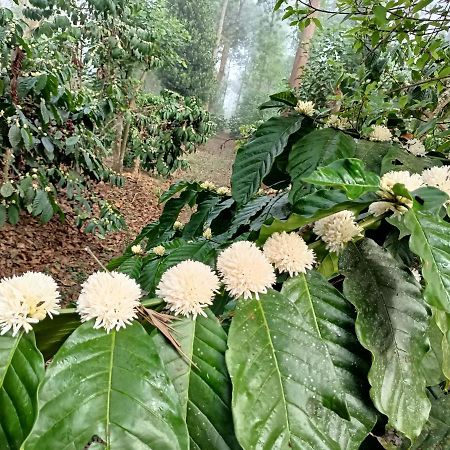 Coorg Kolamotte Hotel Gonikoppal Luaran gambar
